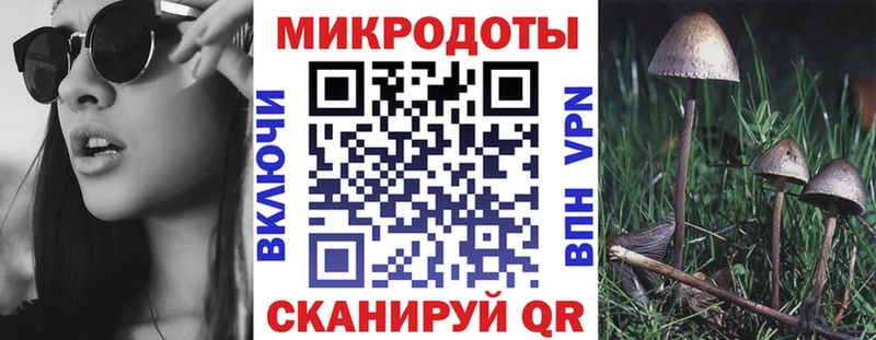 Галлюциногенные грибы Psilocybe  Гатчина 